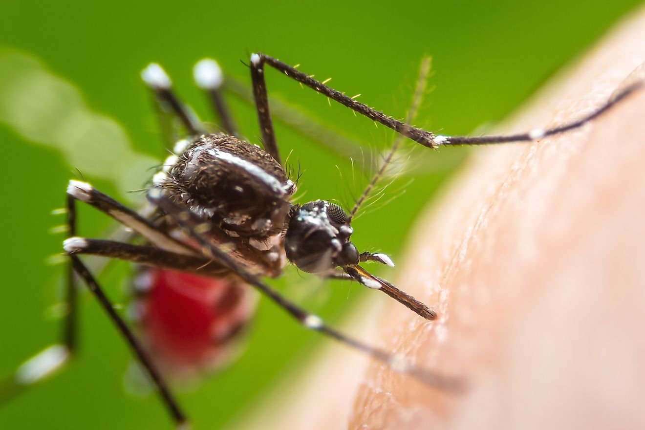 How Many People Are Killed By Mosquitos Every Year?