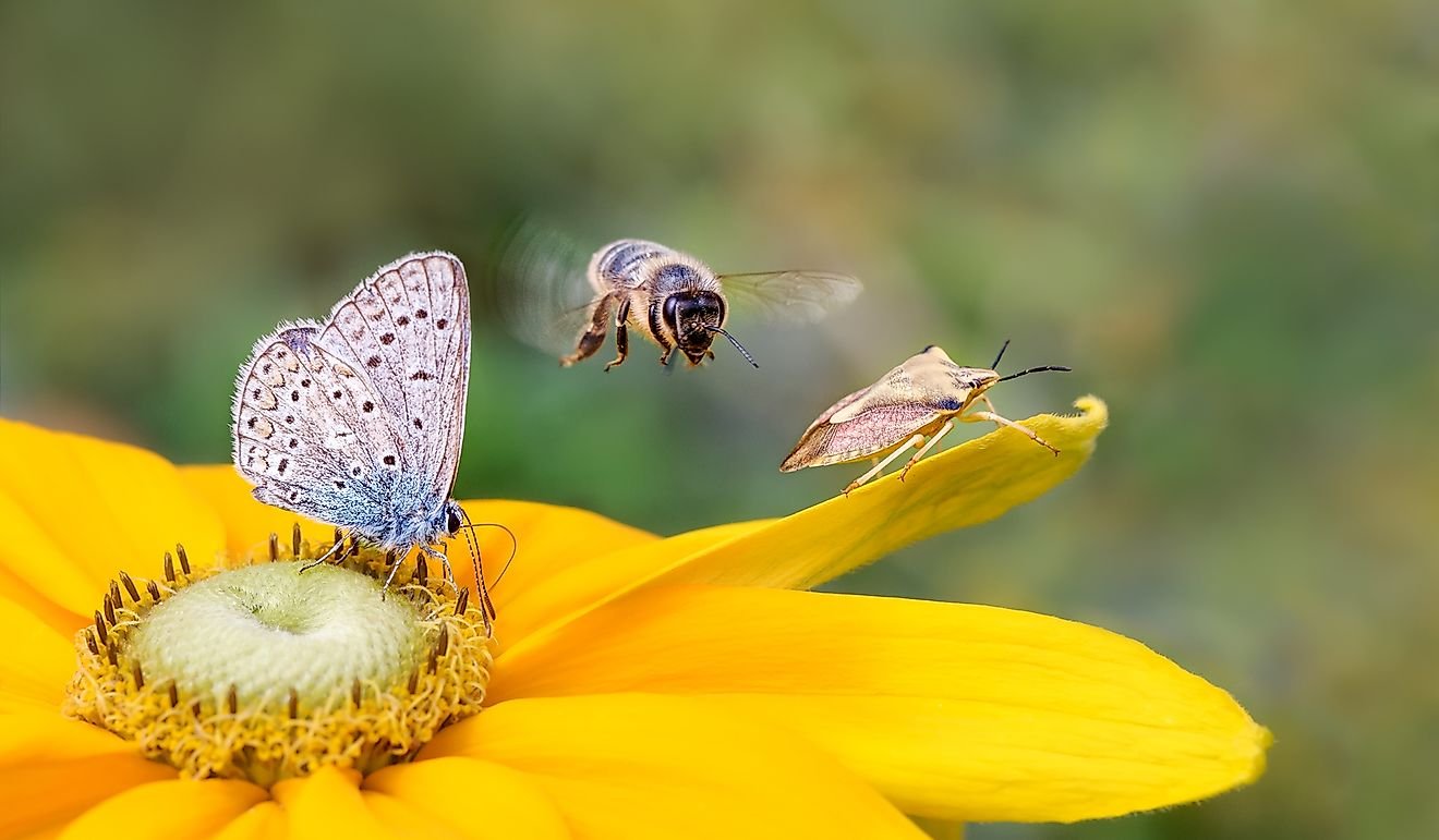 why-is-biodiversity-critical-to-life-on-earth-flipboard