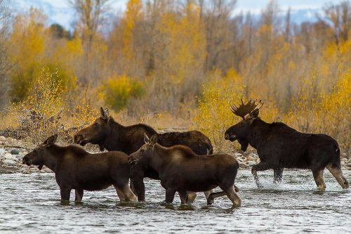 what-is-a-group-of-moose-called-flipboard