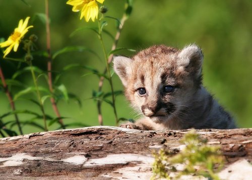 People and wolves are pushing mountain lions into a more marginal habitat