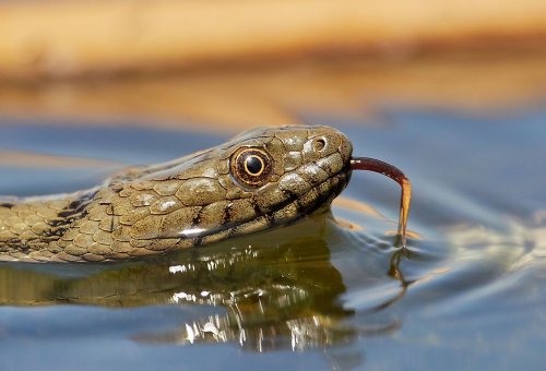The 6 Most Snake Infested Lakes in the US