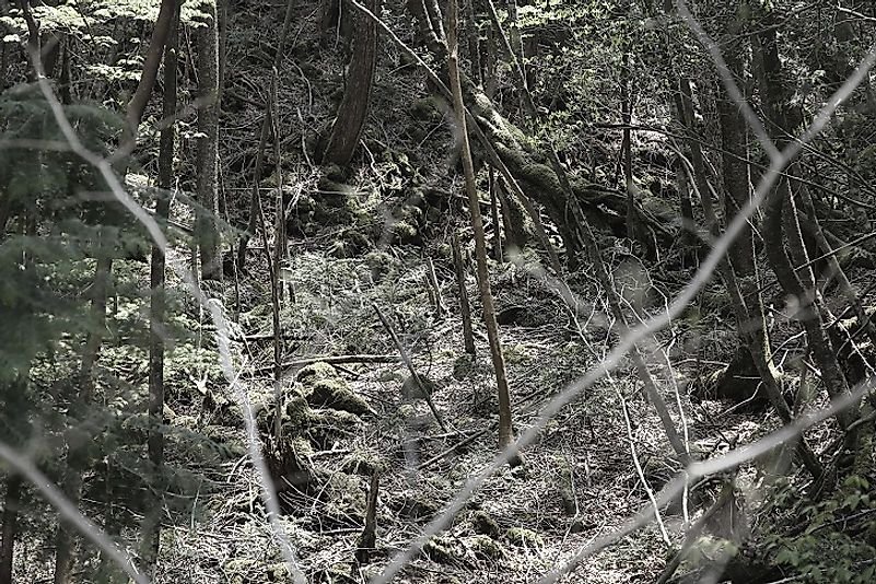 ​​Did You Know The Mysterious Aokigahara Forest Is Also Known As The Suicide Forest?