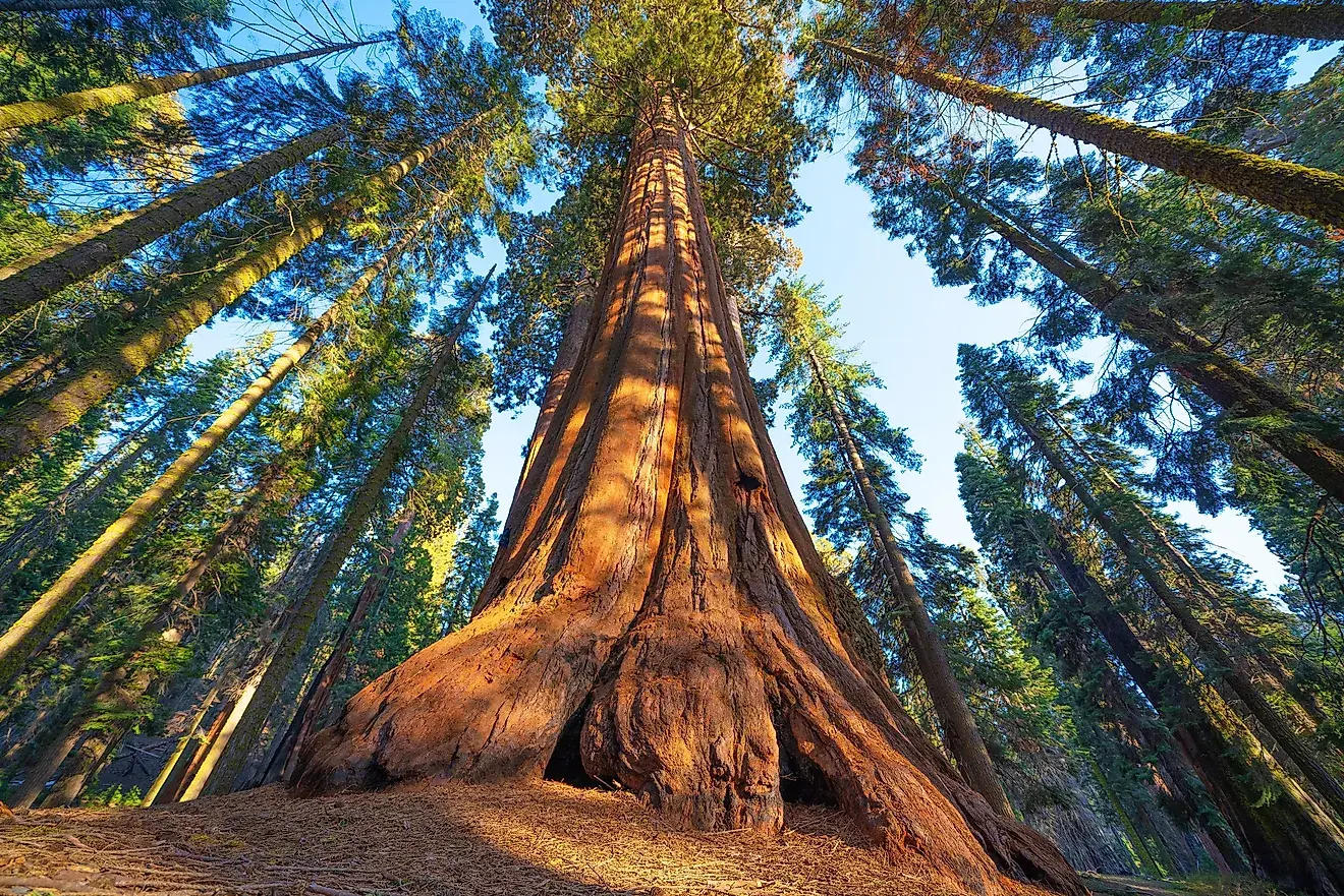 The Record-Holding Extreme Trees Of The World