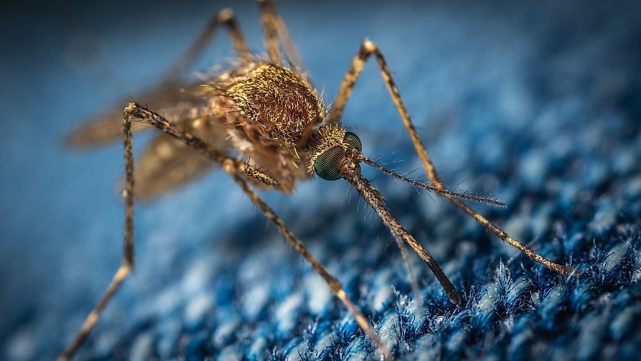 Why mosquitoes are considered the world's deadliest animal