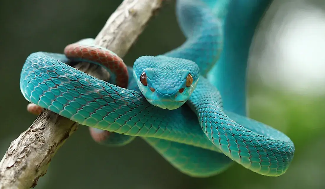 How Many Species Of Snakes Are There?