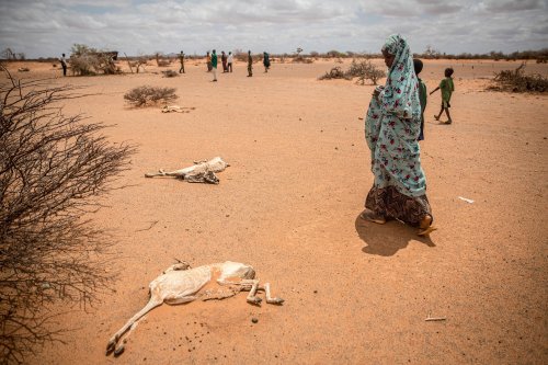How Climate Change And Ukraine War Have Put Somalia On The Brink Of Famine
