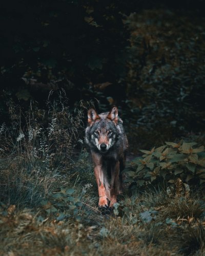 Wolves, Ancient Predator And Symbol Of France's Rural-Urban Divide
