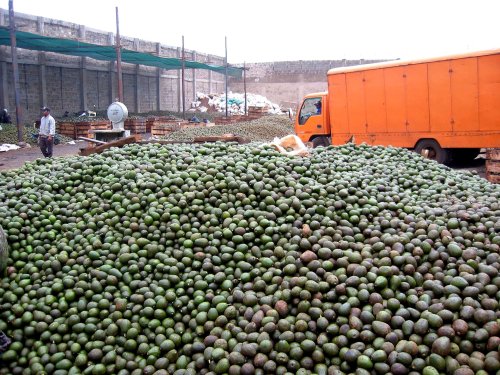 Green Gold: Avocado Delivery Gets Mexican Police Escort