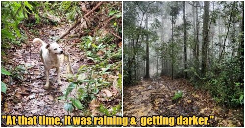 “It is an angel” – Good Doggo Leads Group Of M’sian Students Back Home After Challenging Hiking Trail