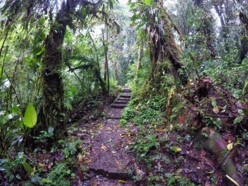 Monteverde Costa Rica: Tipps für den Nebelwald und Santa Elena