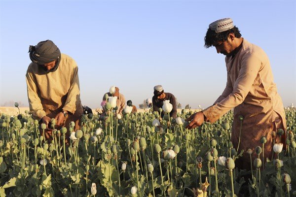 The Taliban’s Drug Ban Is Off to a Slow Start