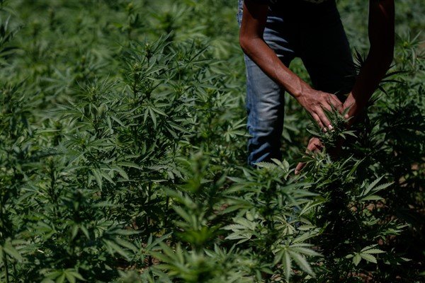 Mexico’s Risky Experiment With Legalized Cannabis