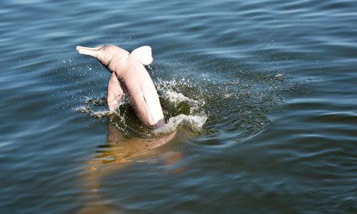 Freshwater dolphin species and facts