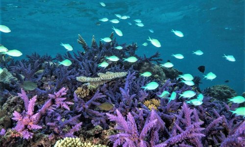 New insights into the incredible animals of Fiji’s Great Sea Reef | Stories | WWF