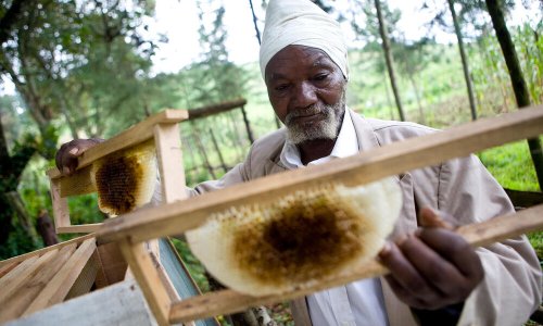 How honey benefits both people and nature