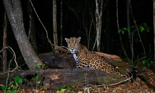 How solar power is helping a community and jaguars | Stories | WWF