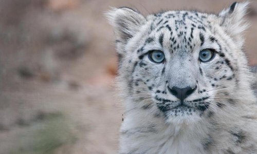 Bhutan announces a “milestone achievement” with a 39.5% increase in snow leopard numbers
