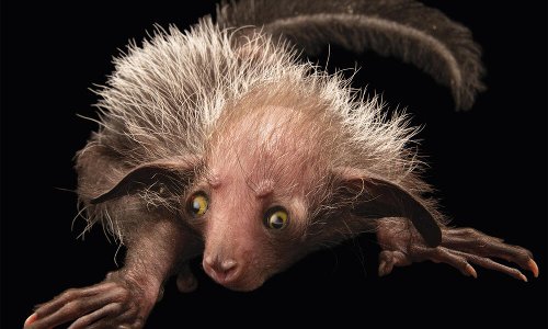 Meet the aye-aye, the world's weirdest primate
