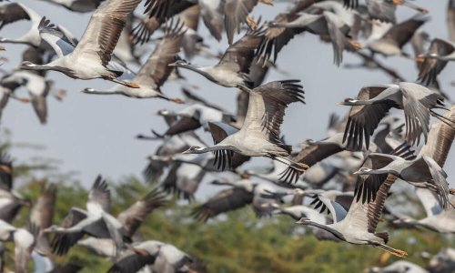 How wetland conservation protects bird migrations and community livelihoods