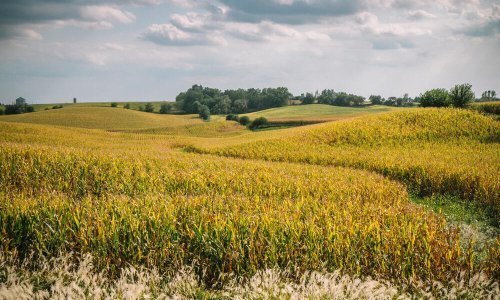 How the next Farm Bill can reduce food loss and waste across the US