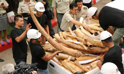 Thailand Destroys Ivory Stockpile