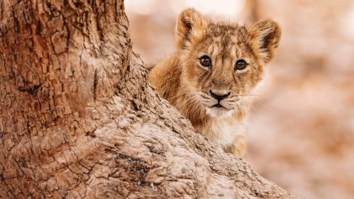 12 Wildlife Sanctuaries Around the World Offering Unforgettable Animal Encounters