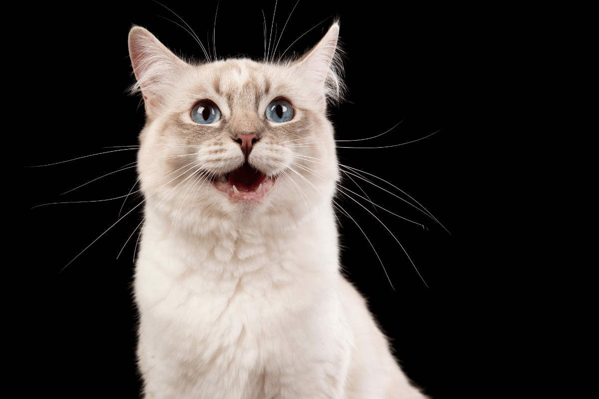 Is Your Cat Actually Smiling?
