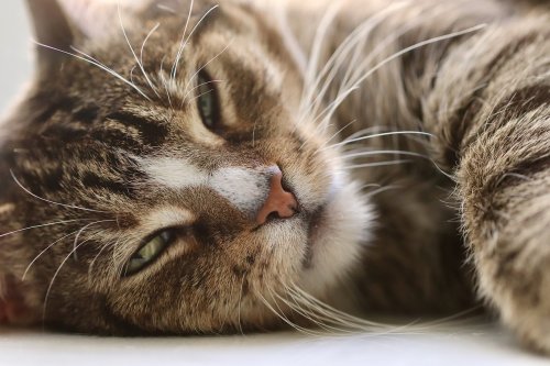 15 Things People Do That Cats Hate