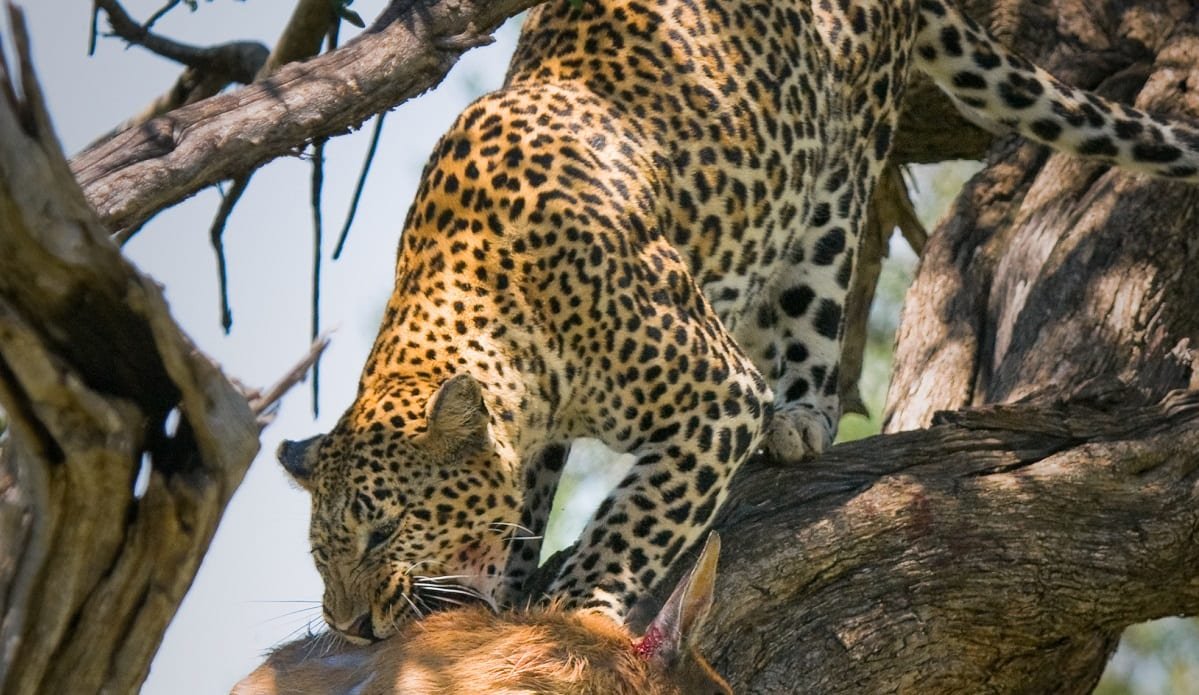 VIDEO: Leopard Outraces Hyena, Steals Antelope, Escapes Into Tree