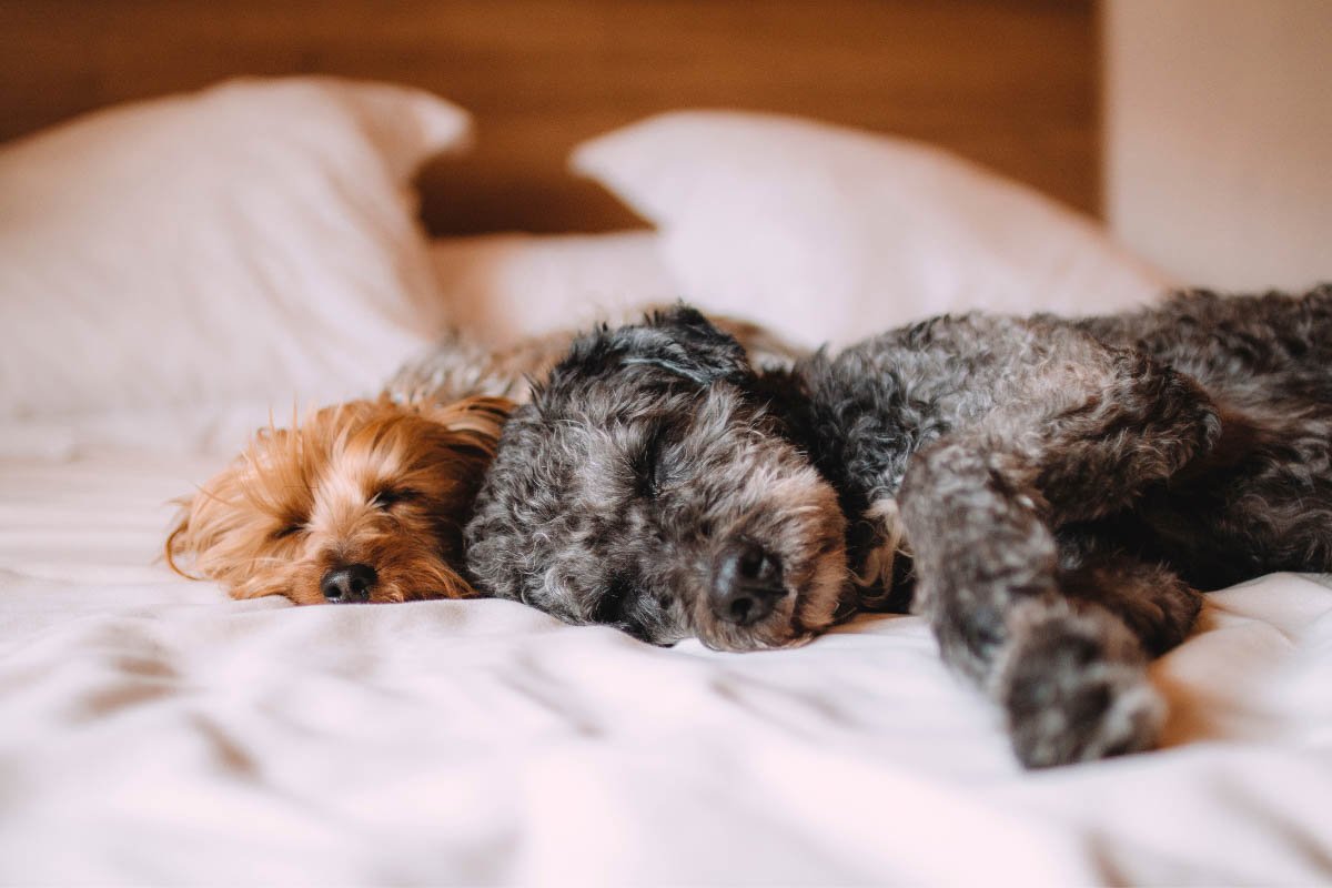 Why Does Your Dog Like to Sleep at the End of Your Bed?