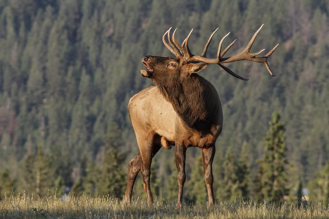 Idaho Poacher Named Paul Coward (Seriously) Sentenced To Spend Next 3 Elk Seasons In Jail