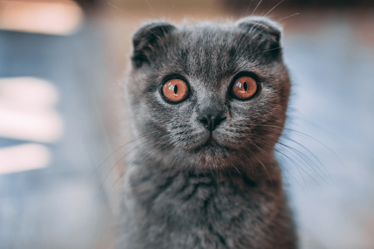 What Does It Mean When A Cat Stares At You? (2023) 5 Cat Staring Meanings
