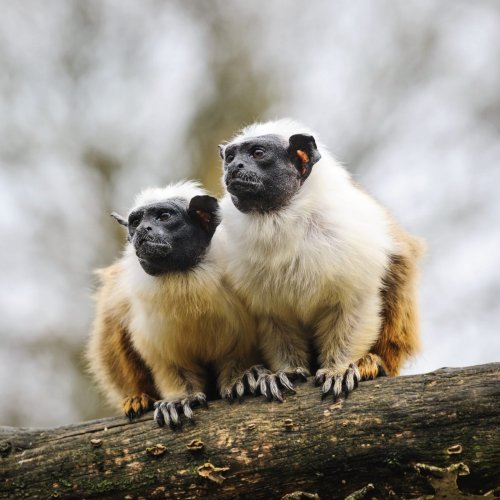 Pied Tamarins Rely on Scent to Communicate in Areas with High Noise Pollution