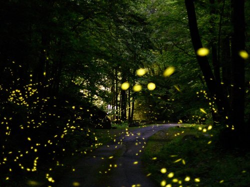 Now’s Your Chance To See the Synchronous Fireflies in the Smoky Mountains