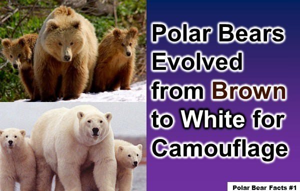10 Interesting Facts about Polar Bears (2022) You Might Not Know
