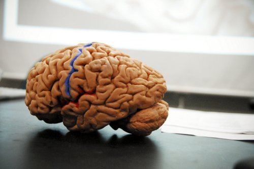 La estimulación cerebral como paso hacia el conocimiento inducido