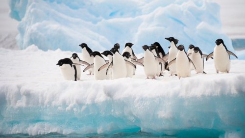 21 Fun Facts About Loveable Penguins You Never Knew