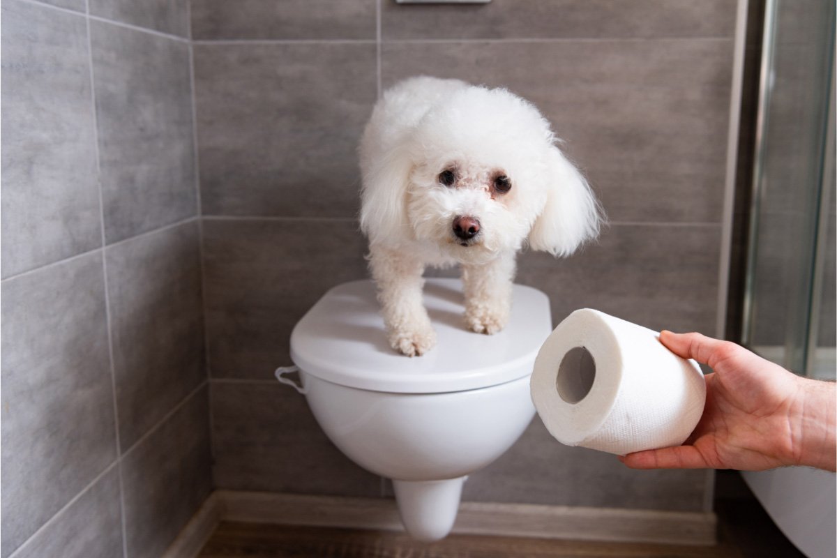 Gross But True: Uncover Why Dogs Really Eat Their Own Vomit