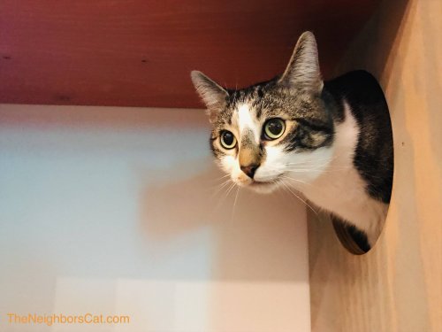 The Cat Cafes of Seattle & Vancouver