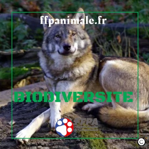 Le statut de protection du loup bientôt modifié en Europe ? – Fédération Française de la Protection Animale