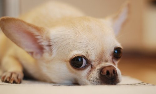 19 Lowest Maintenance Dog Breeds: Is Yours on the List?