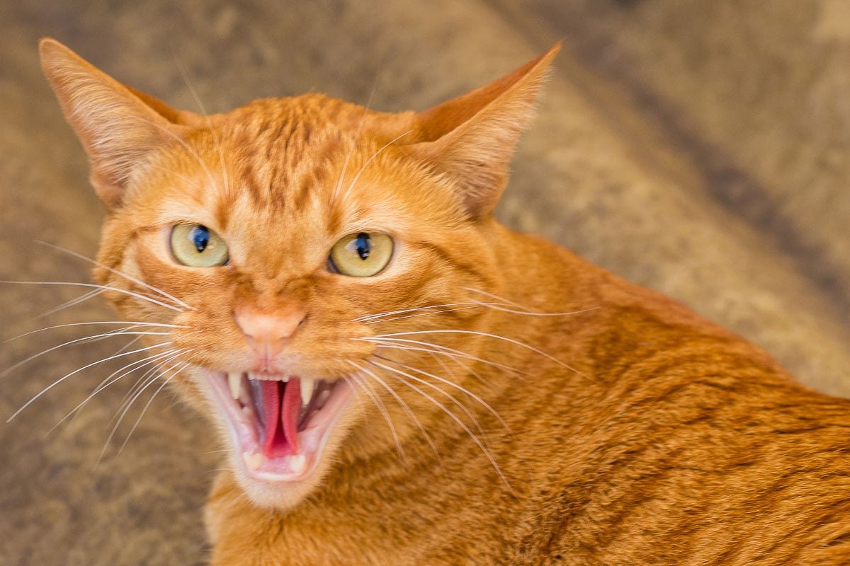 15 Most Aggressive Cat Breeds
