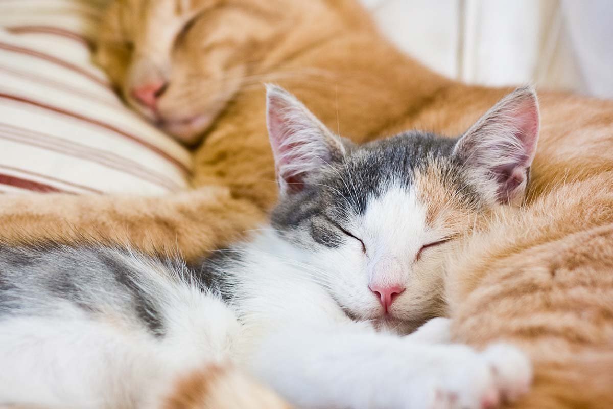 How Long do Cats Sleep? 8 Things Owners Should Know