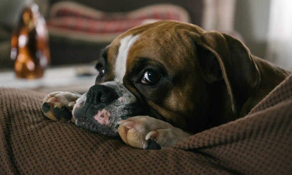 Why Doesn’t My Dog Like Me? (2022) 6 Possible Reasons