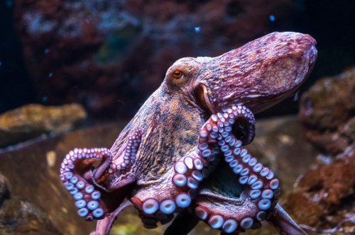 New Evidence Suggests Octopuses Are Capable of Emotional Pain
