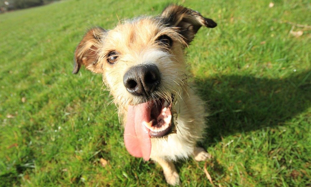 Why Does Your Dog Stick its Tongue Out?