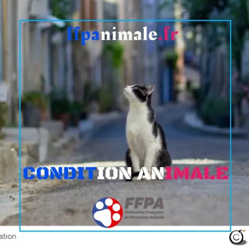 Oise : un village installe des panneaux “chat en balade” pour encourager les voitures à ralentir – Fédération Française de la Protection Animale