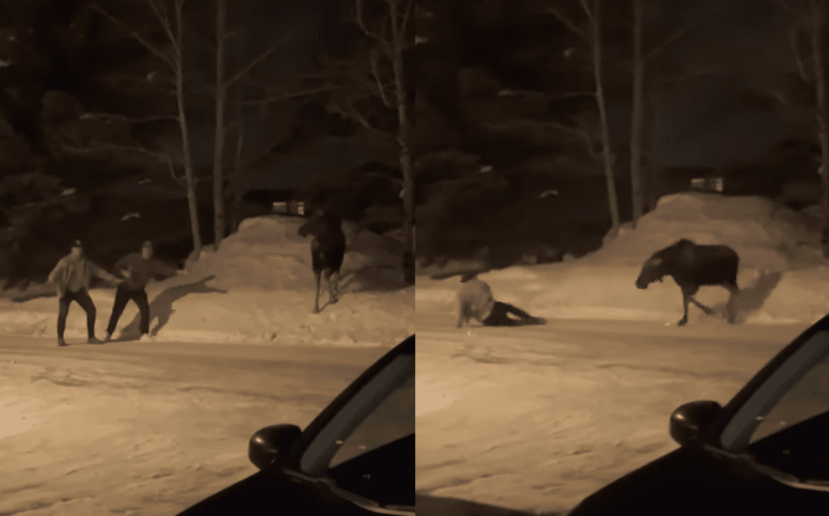 Big Sky Morons Mess With Moose, Moose Doesn’t Hesitate To Teach Them A Lesson