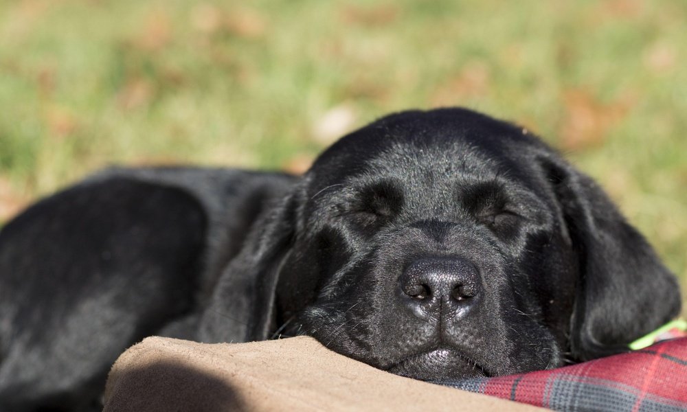 Why Does Your Dog Like Sleeping at Your Feet?