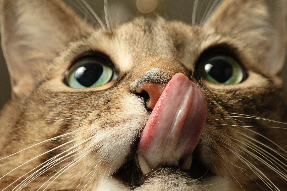 What Does it Mean When a Cat Licks You?